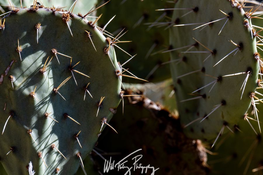 Arizona